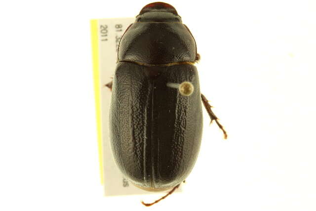 Image of Phyllophaga (Phyllophaga) prununculina (Burmeister 1855)