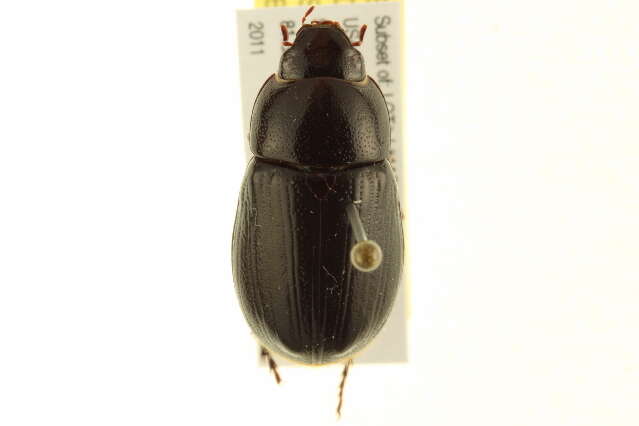 Image de Dyscinetus morator (Fabricius 1798)