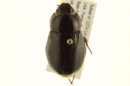 Слика од Dyscinetus morator (Fabricius 1798)