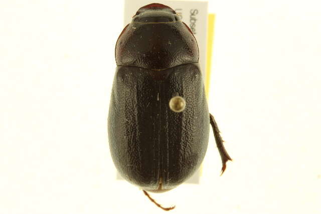 Image of Phyllophaga (Phyllophaga) prununculina (Burmeister 1855)