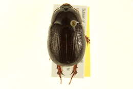 Image de Tomarus gibbosus (Degeer 1774)