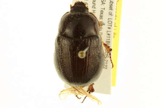 Tomarus gibbosus (Degeer 1774) resmi