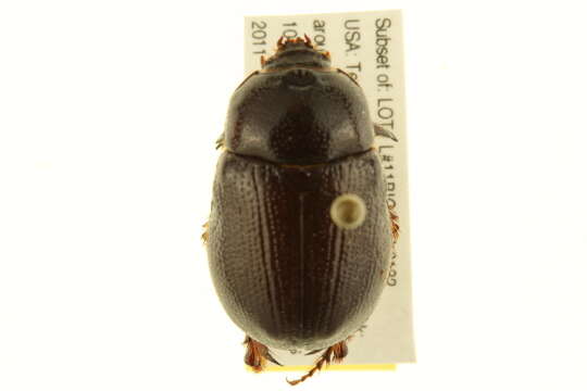 Tomarus gibbosus (Degeer 1774) resmi