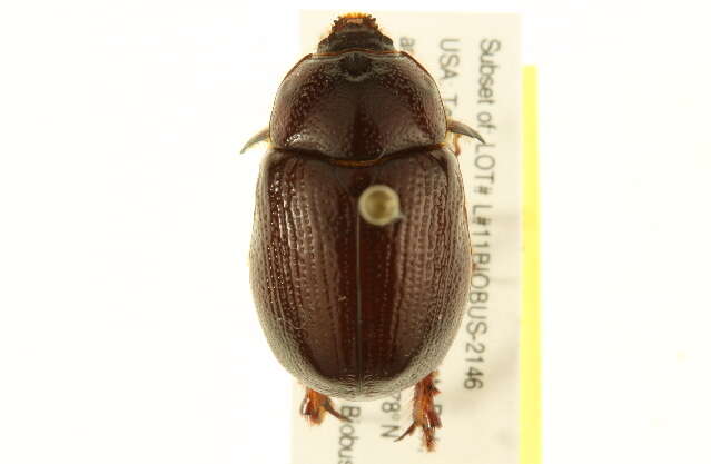 Tomarus gibbosus (Degeer 1774) resmi