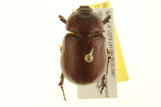 Image of Rhinoceros Beetles