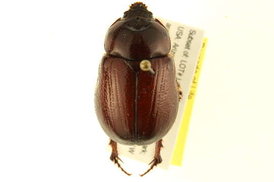 Image of Rhinoceros Beetles