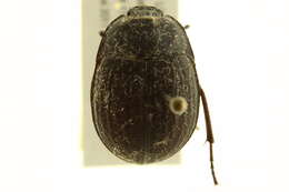 Image of Pimeliinae Latreille 1802