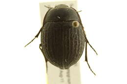 Image of Pimeliinae Latreille 1802