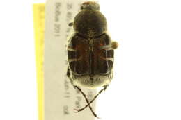 Image de Trichiotinus piger (Fabricius 1775)