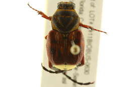 Image of Delta Flower Scarab