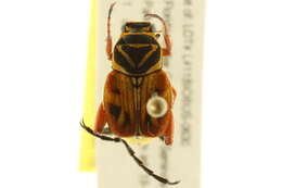 Image of Delta Flower Scarab