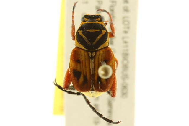 Image of Delta Flower Scarab