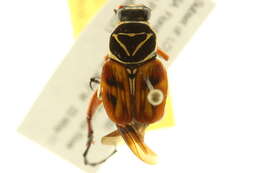 Image of Delta Flower Scarab