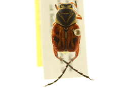 Image of Delta Flower Scarab