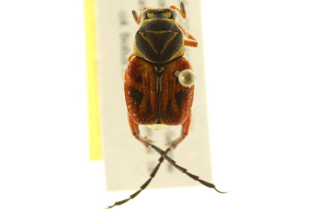 Image of Delta Flower Scarab