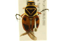 Image of Delta Flower Scarab