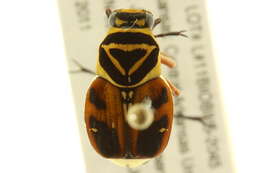 Image of Delta Flower Scarab