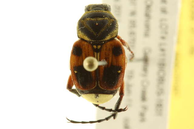 Image of Delta Flower Scarab