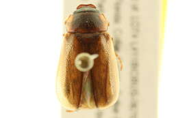 Image of Phyllophaga (Cnemarachis) bruneri Chapin 1932