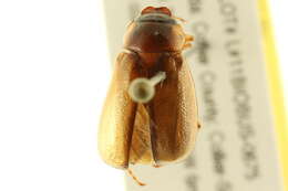 Image of Phyllophaga (Cnemarachis) bruneri Chapin 1932