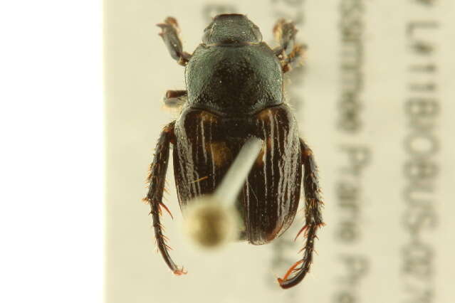 Image of Strigoderma pygmaea (Fabricius 1798)