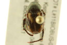 Image of Strigoderma pygmaea (Fabricius 1798)