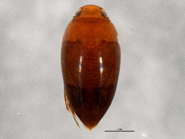 Image de Hydrocanthus (Hydrocanthus) iricolor Say 1823