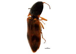 Image of Pseudanostirus