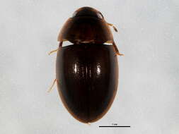 Image of Enochrus (Methydrus) blatchleyi (Fall 1924)