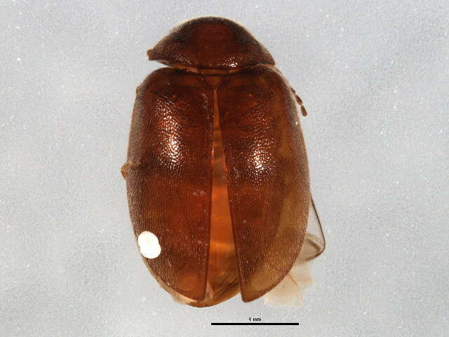 Image of Plate-thigh and Marsh Beetles