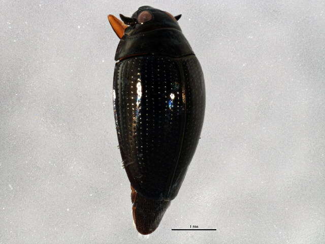 Image of whirligig beetles