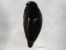 Image of whirligig beetles