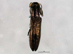 Image of Agrilinae