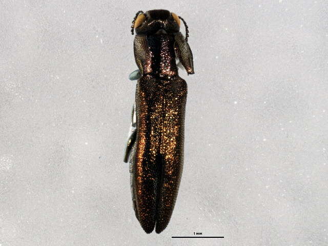 Imagem de Agrilinae