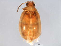 Image of Plate-thigh and Marsh Beetles