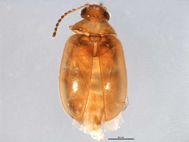 Image of Plate-thigh and Marsh Beetles