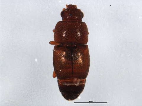 Image of Carpophilus nepos