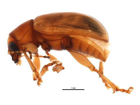 Image of Metachroma longulum Horn 1892