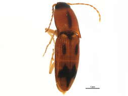 Image of <i>Aeolus mellillus</i>