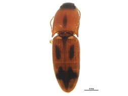 Image of <i>Aeolus mellillus</i>