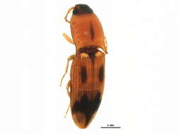 Image of <i>Aeolus mellillus</i>