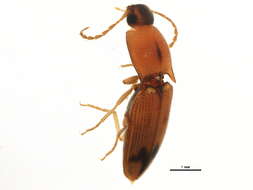 Image of <i>Aeolus mellillus</i>