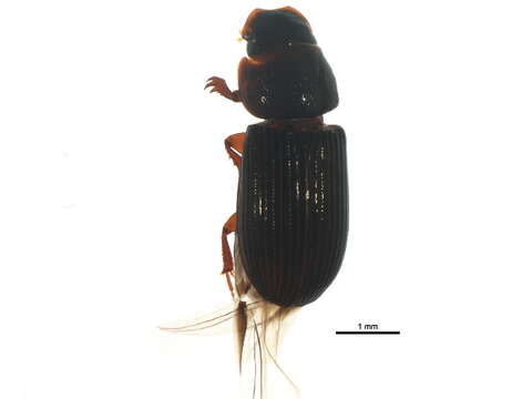 Image of Aphodiinae