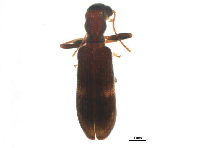 Image of Cymatodera dietrichi Barr 1952