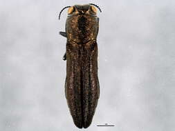 Image of Agrilus