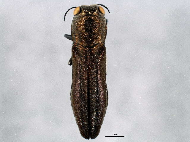 Image of Agrilus