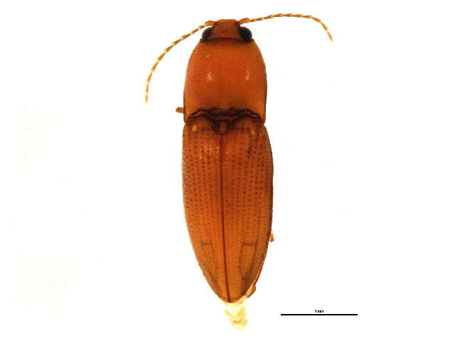 Image de <i>Horistonotus simplex</i>