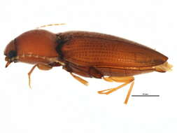 Image de <i>Horistonotus simplex</i>