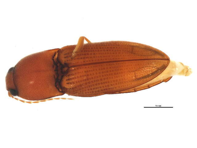 Image de <i>Horistonotus simplex</i>