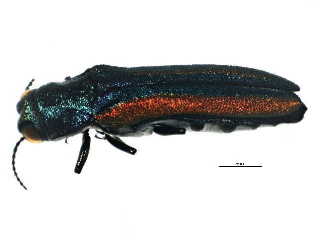 Image of Agrilinae